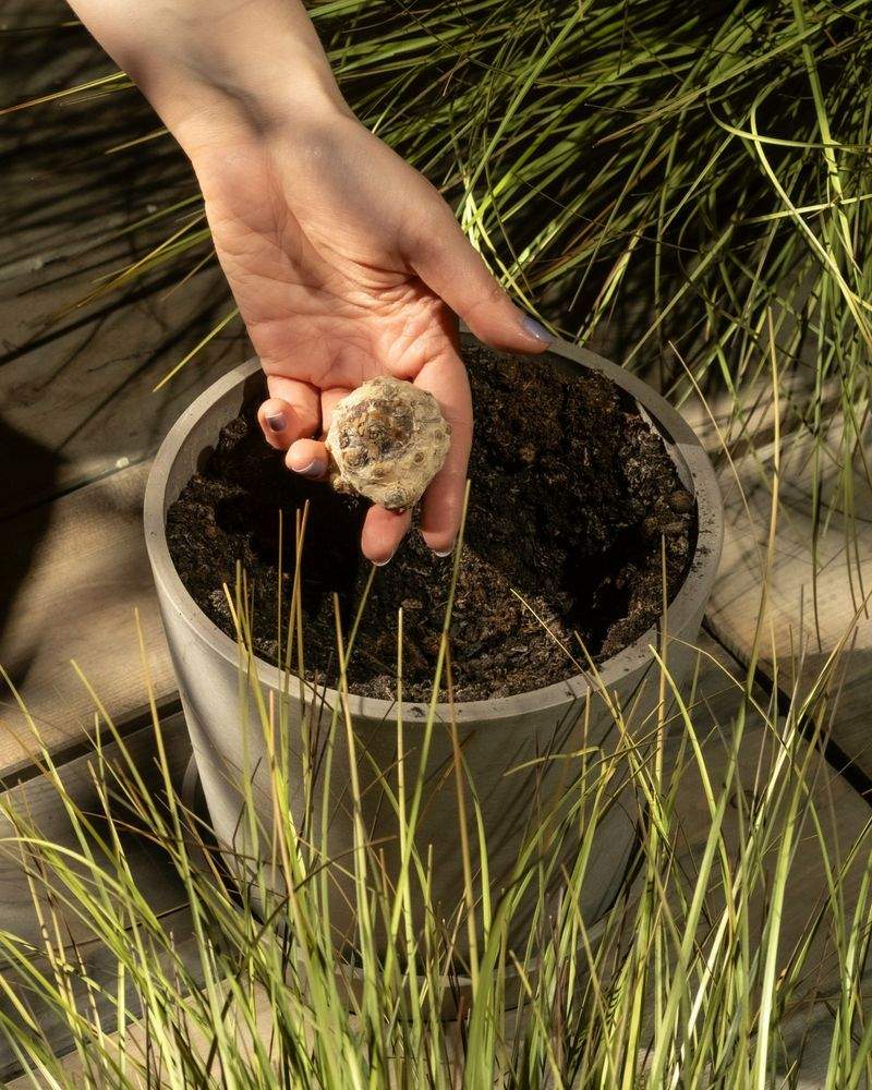 花壇づくり・季節の寄せ植え提案